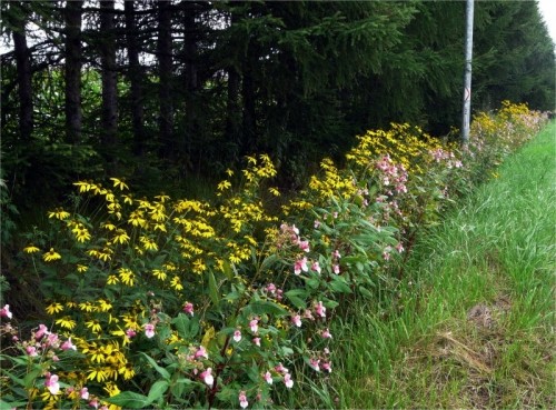 道路わきに咲く花