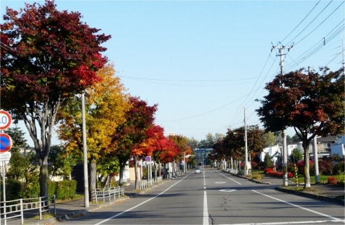 街路樹も紅葉しています