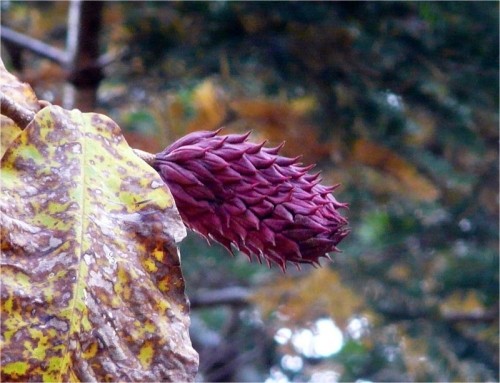 ホオの木の果実