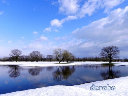 昨日の雪が残るゴルフ場内の池にはカモがいっぱい