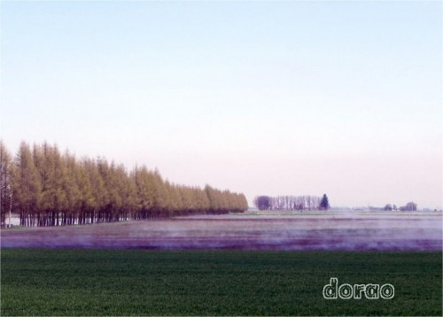 　早朝ののどかな畑の地霧風景