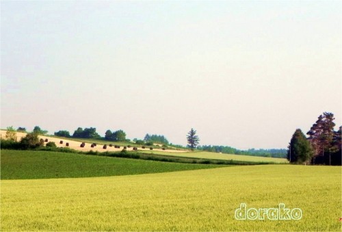 十勝の夏、牧草ロール風景