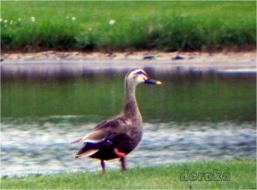 ゴルフ場の池に来ている野鳥