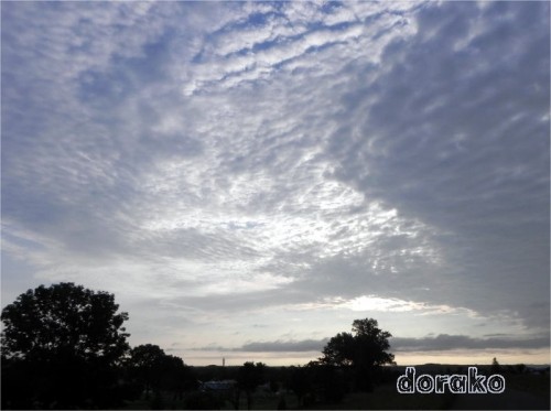 今朝の５時頃、ウロコ雲がとてもきれいでした