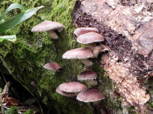 秋の味覚、茸は野生のシイタケ