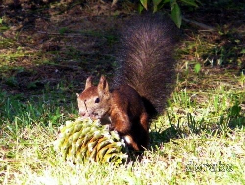 大空団地の大ちゃん、見つけたのは青い松かさ