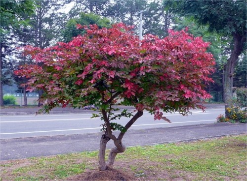 紅葉が目に付くようになりました