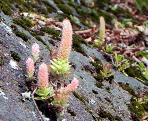 寒いこの時期に咲く花と どんぐりの芽 自然が大好き どらこのフォトログ By どらこ