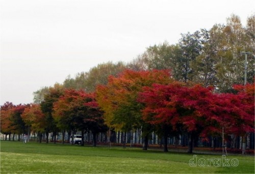 グリンパーク付近の紅葉と昨日の夕焼