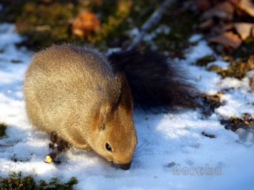 雪を食べたり、私があげたクルミを食べたりしています