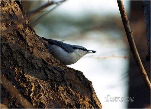 今朝は野鳥がとっても多い日だったけど・・