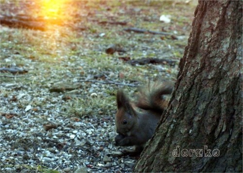 日の出はすずらん公園のりーちゃんと一緒です