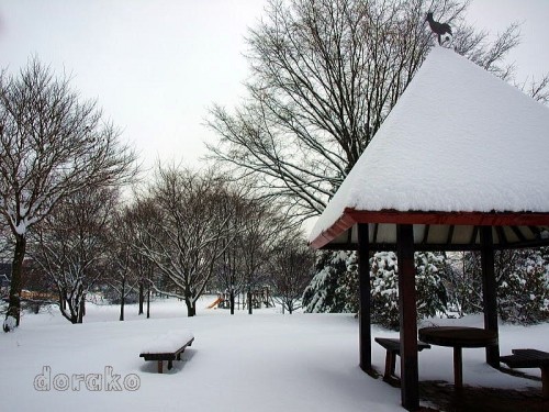 ついに１２月らしい風景になりましたね