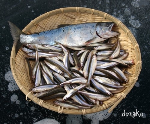 糠平五の沢で釣ってきたのはサクラマス＆ワカサギ