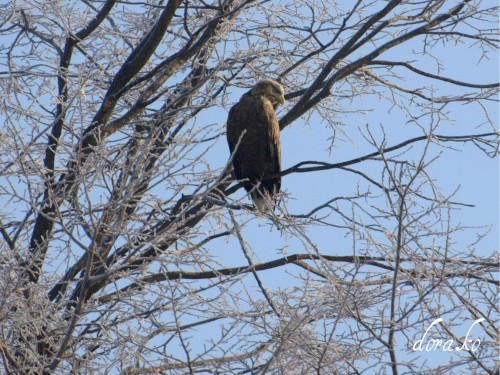 オジロワシとオオハクチョウ、今朝の朝焼け