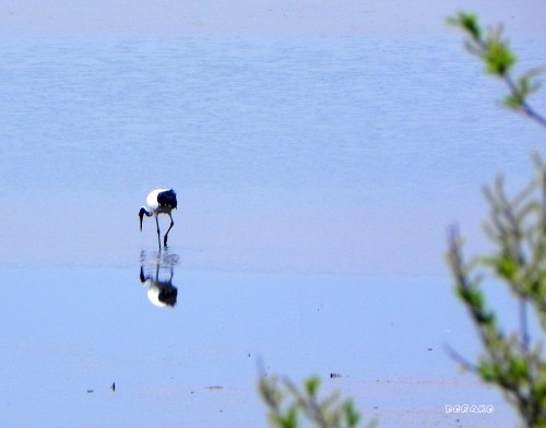 湧洞沼の丹頂鶴、釣れていた魚は？