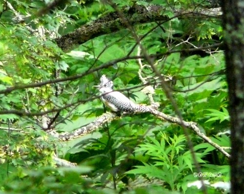 山奥で見た白黒の野鳥とエゾ鹿、そして熊の形跡