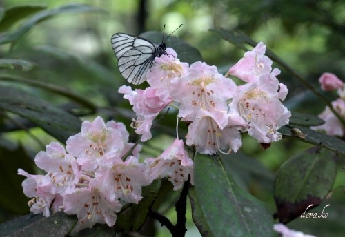 山で見かけた樹木の花