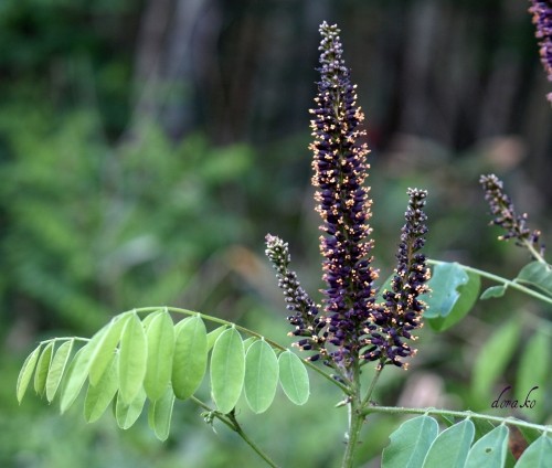 黒い樹木の花はイタチハギ