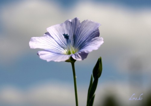 今では珍しい亜麻・花豆・ 蕎麦の畑