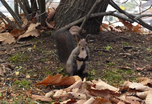 すずらん公園のりーちゃん