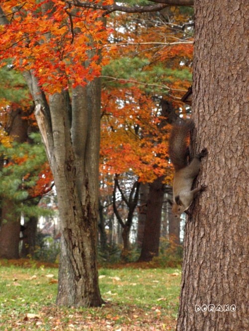 今日も紅葉のすずらん公園のりーちゃん