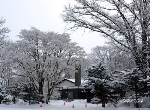 今朝の雪景色