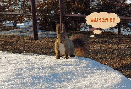 昨日はエゾリス、今日は白鳥