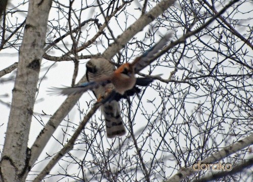 すずらん公園で見かけた野鳥と木の上から下りて来られないエゾリス