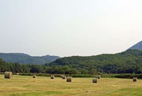 昨日の牧草ロールと今朝の日の出時風景