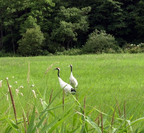 湧洞付近で見かけた丹頂鶴と道中の風景