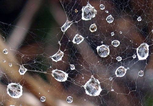 雨上がりの蜘蛛の巣とガガイモの実