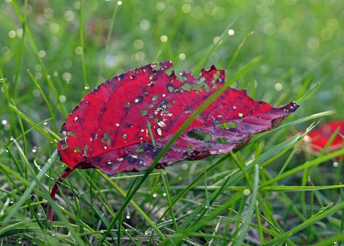 近くで紅葉、アカゲラも