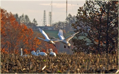 刈り取られたデントコーン畑で朝食、白鳥の群