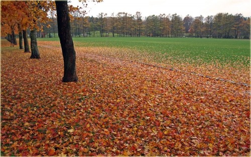 雨に濡れる紅葉の落ち葉