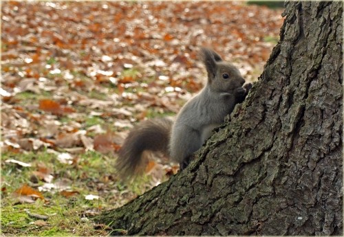 すずらん公園のりーちゃん