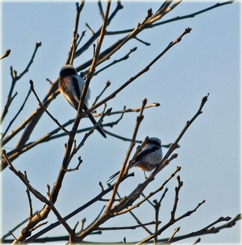 野鳥４種と今朝の朝焼けなど