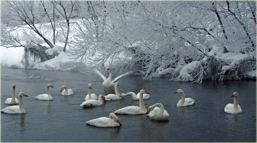 帯広川の白鳥