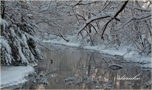 雪景色と白鳥