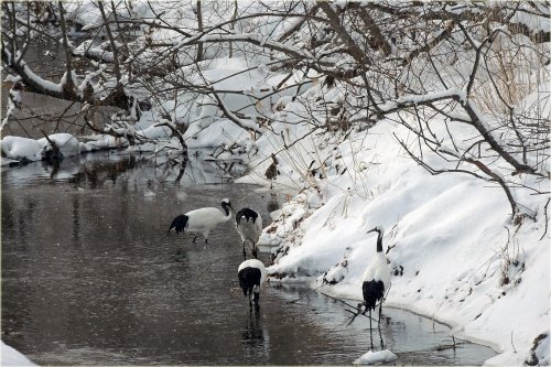 　音別の丹頂鶴 今朝の日の出と霧氷