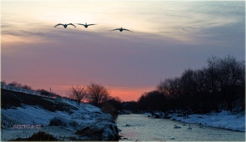 　日の出に羽ばたく白鳥と水公園コロニーのアオサギ