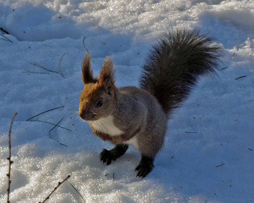 　公園のりーちゃんアオサギの求愛ダンス