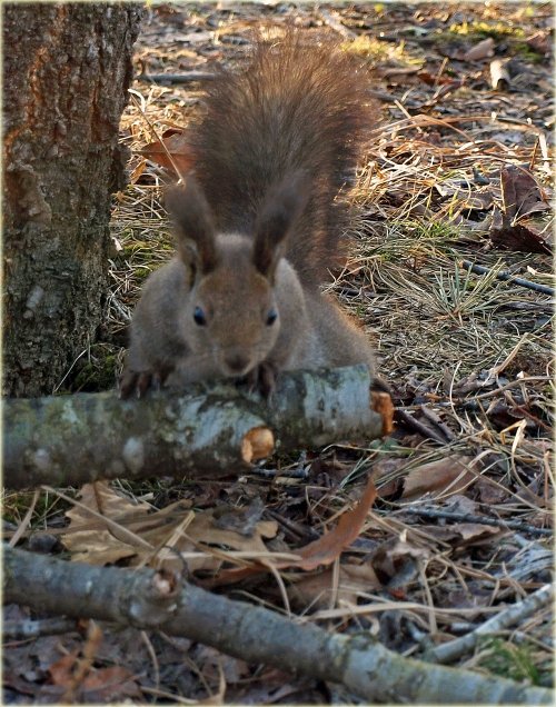 　昨日も今日もすずらん公園のりーちゃん