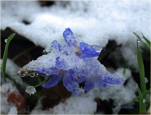 　朝のニュースでも放映されてた４月の雪