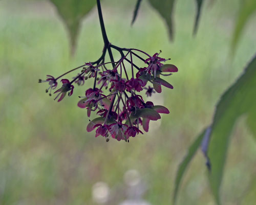 　樹木の花９種