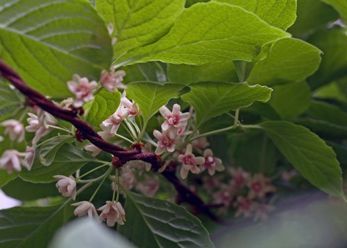 　始めて見るゴミシの花と越冬用フキ