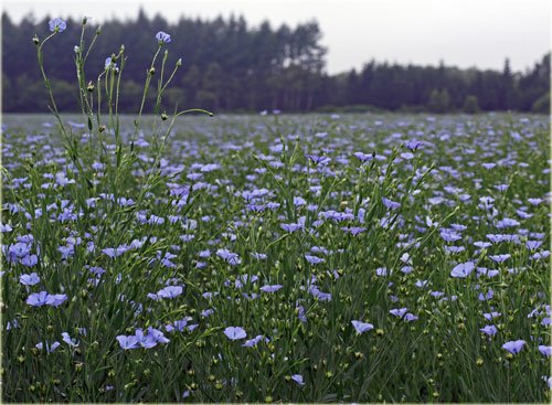 　広大なブルーの畑は亜麻の花