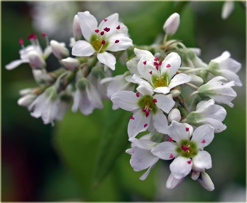 　ソバとニンジンの花と畑