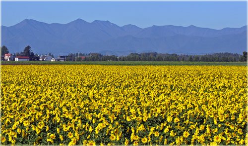 　山を背景にして咲くヒマワリ