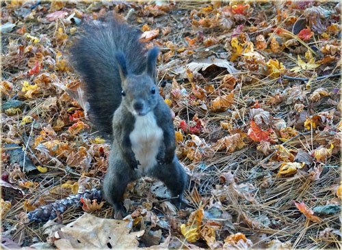 　紅葉のすずらん公園で遊ぶ　りーちゃん